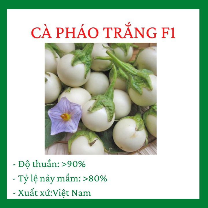 Cà Pháo Trắng Cao Sản gói 1 gram siêu quả, tỷ lệ nảy mầm cao, chịu hạn tốt, năng suất cao CQ010