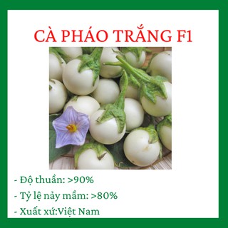Cà Pháo Trắng Cao Sản gói 1 gram siêu quả, tỷ lệ nảy mầm cao, chịu hạn tốt, năng suất cao CQ010