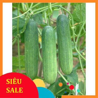 1g Hạt giống Dưa leo (tặng gói kích nẩy mầm và hướng dẫn) VIETPHAT
