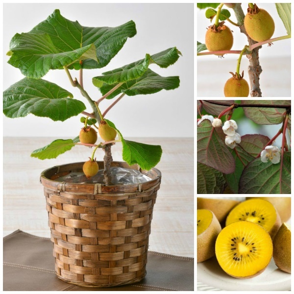 20H - #Hạt_Giống_Kiwi_Lùn_Giàu_Dinh_Dưỡng