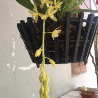 KIẾM VÀNG LÁ TRƠN
