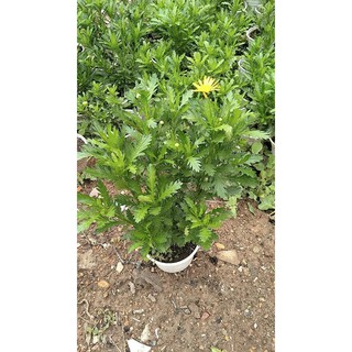 Chậu cây cúc thân gỗ loại KHÔNG HẠT, hàng hiếm, cây lâu năm dễ trồng