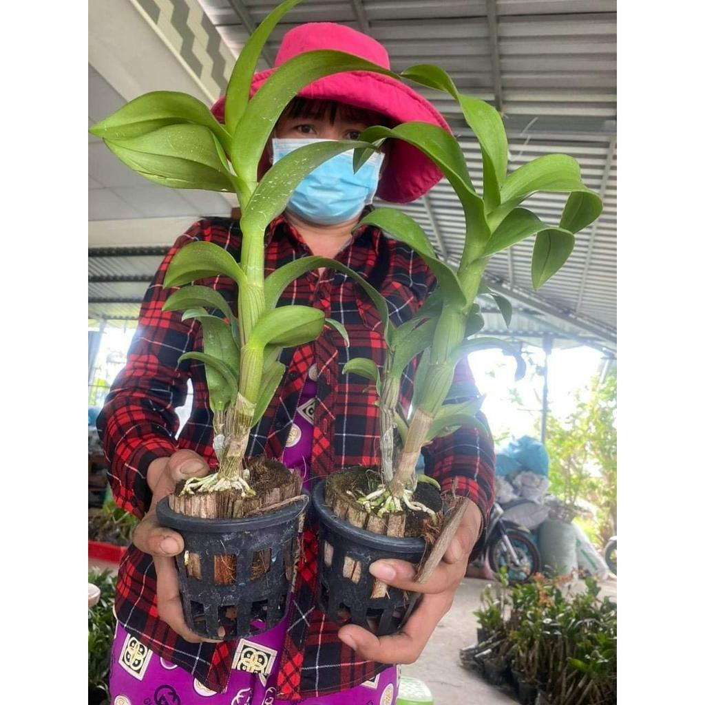 HOA LAN DEN LAI CATT LYLY