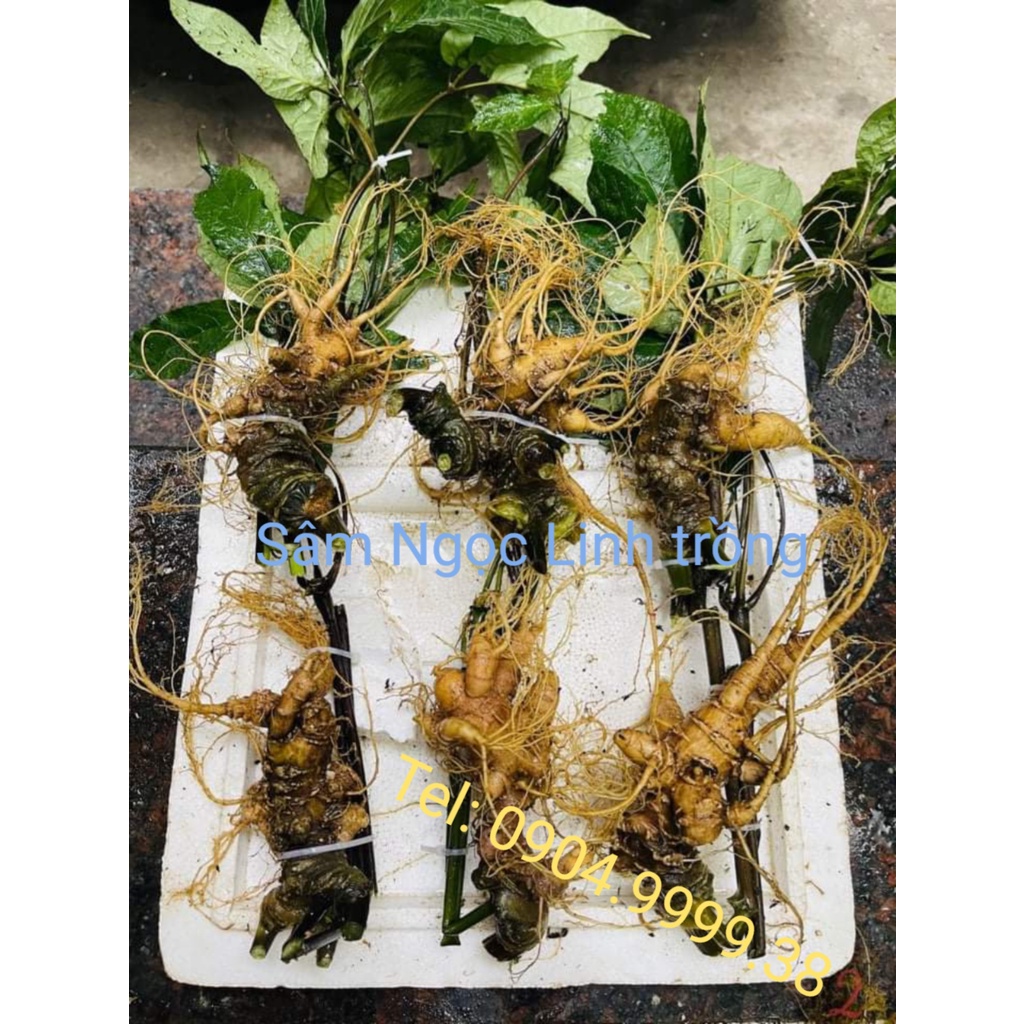 Sâm Ngọc Linh trồng 1kg bao kiểm định
