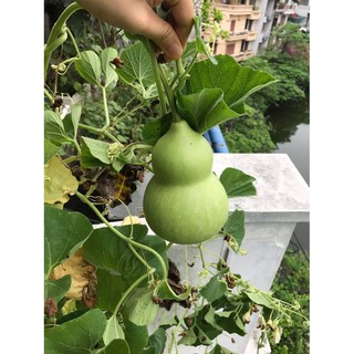 Hạt Giống Bầu Hồ Lô