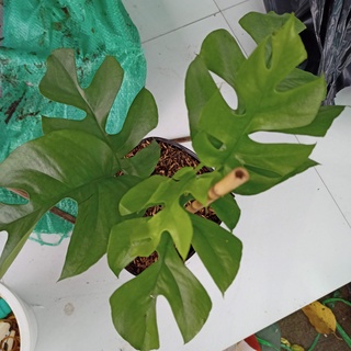 Cây giống trầu bà Nam Mỹ lá xẻ Monstera mini- Rhaphidophora tetrasperma - ship toàn quốc