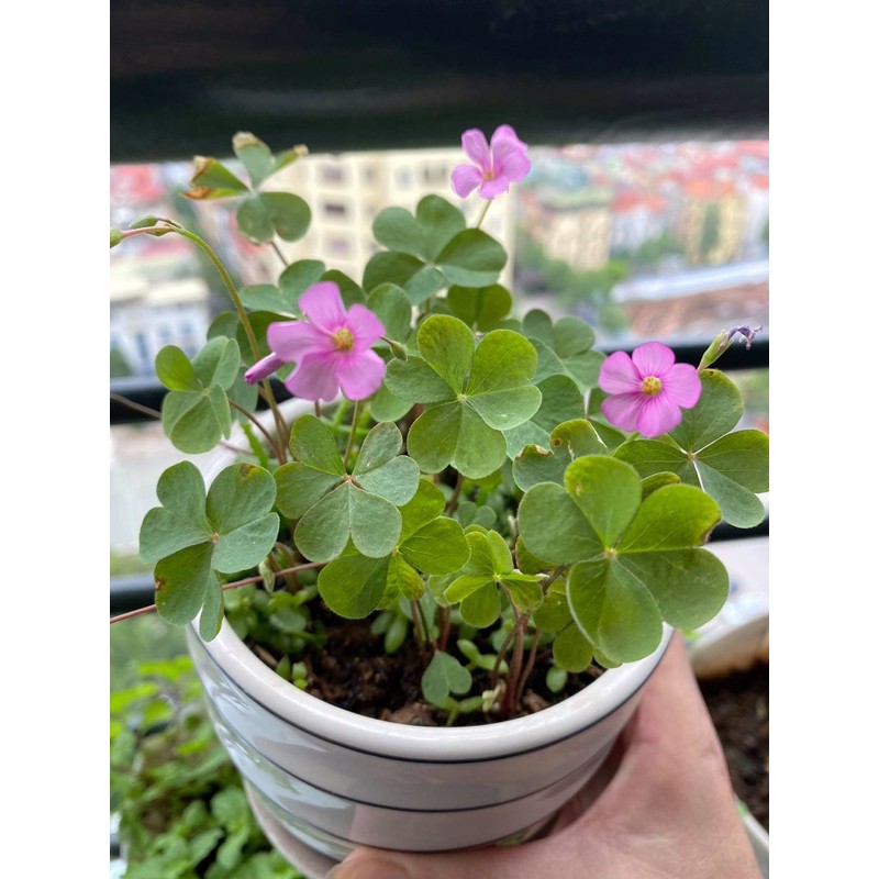 Oxalis articulata - Cỏ 3 lá