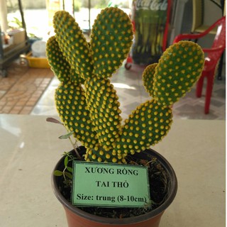 Xương rồng tai thỏ - size trung (8-10cm)