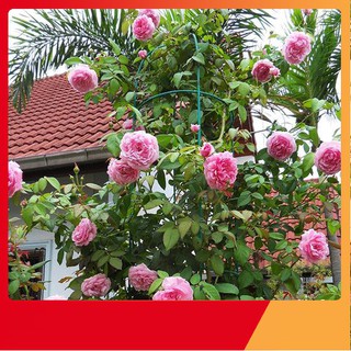 Hạt Giống Hoa Hồng Leo Pháp