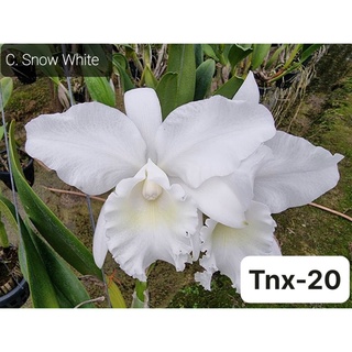 Tnx20 - hoa lan cattleya snow white - cây con
