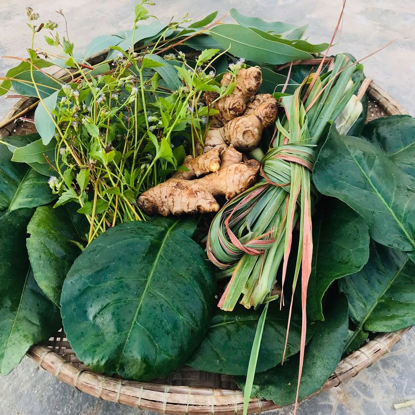 Lá Xông Giải Cảm The Moshav Farm Xông Hơi Toàn Thân Combo 4 Gói, Cao Sao Vàng Làm Ấm Người