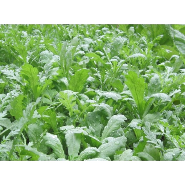 Rau Cải Cúc  Dễ Trồng