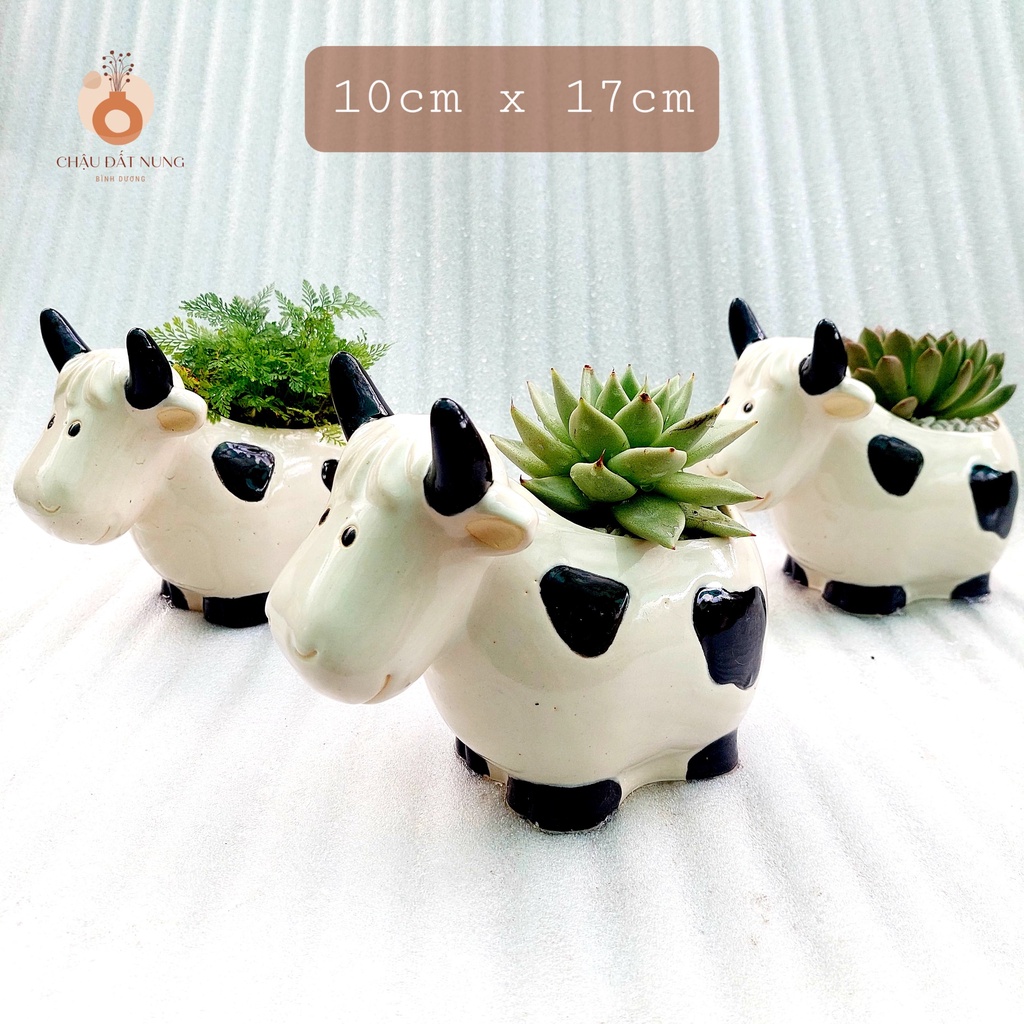 Chậu men, Chậu sen đá - Bò sữa lớn vui vẻ cười, miệng chậu 10cm, chiều cao 17cm