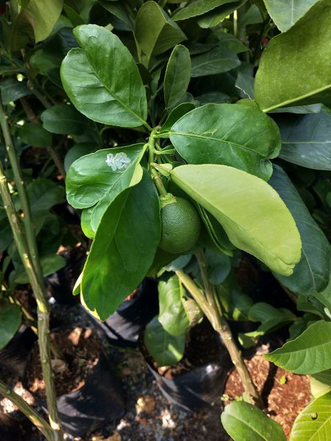 Bưởi da xanh  siêu sớm