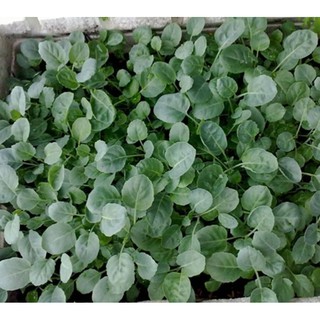 Hạt giống cải rổ