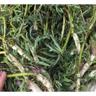Hạt giống Rau Nhút RADO cao cấp dành cho gia đình, giống dễ trồng, giàu dinh dưỡng