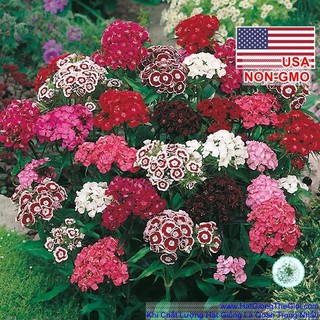 1GR 1000.HẠT Hạt Giống Hoa Cẩm Chướng Chùm Đơn Mix (| -KD: B23*V33)