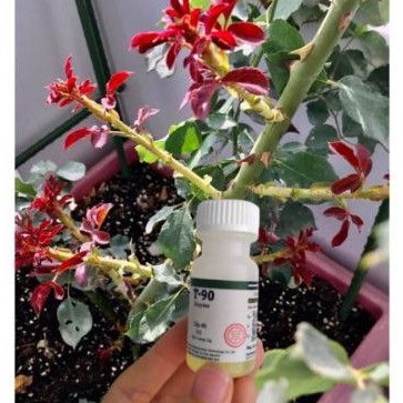 Siêu kích mầm T90 chuyên kích mầm Hoa hồng Hoa Mai Hoa Lan cây bonsai