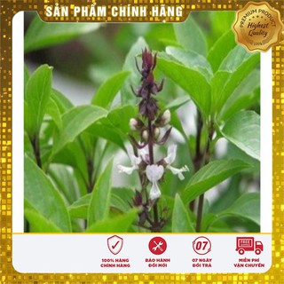 Hạt giống Rau Húng Quê Hạt giống rau gia vị