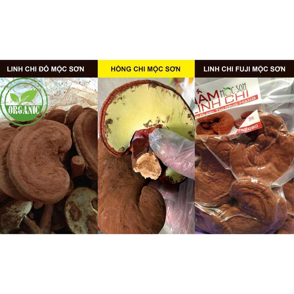 [Mã GROSALE2703 giảm 8% đơn 250K] Nấm linh chi đỏ còn nguyên bào tử Mộc Sơn túi 250g 500g | BigBuy360 - bigbuy360.vn