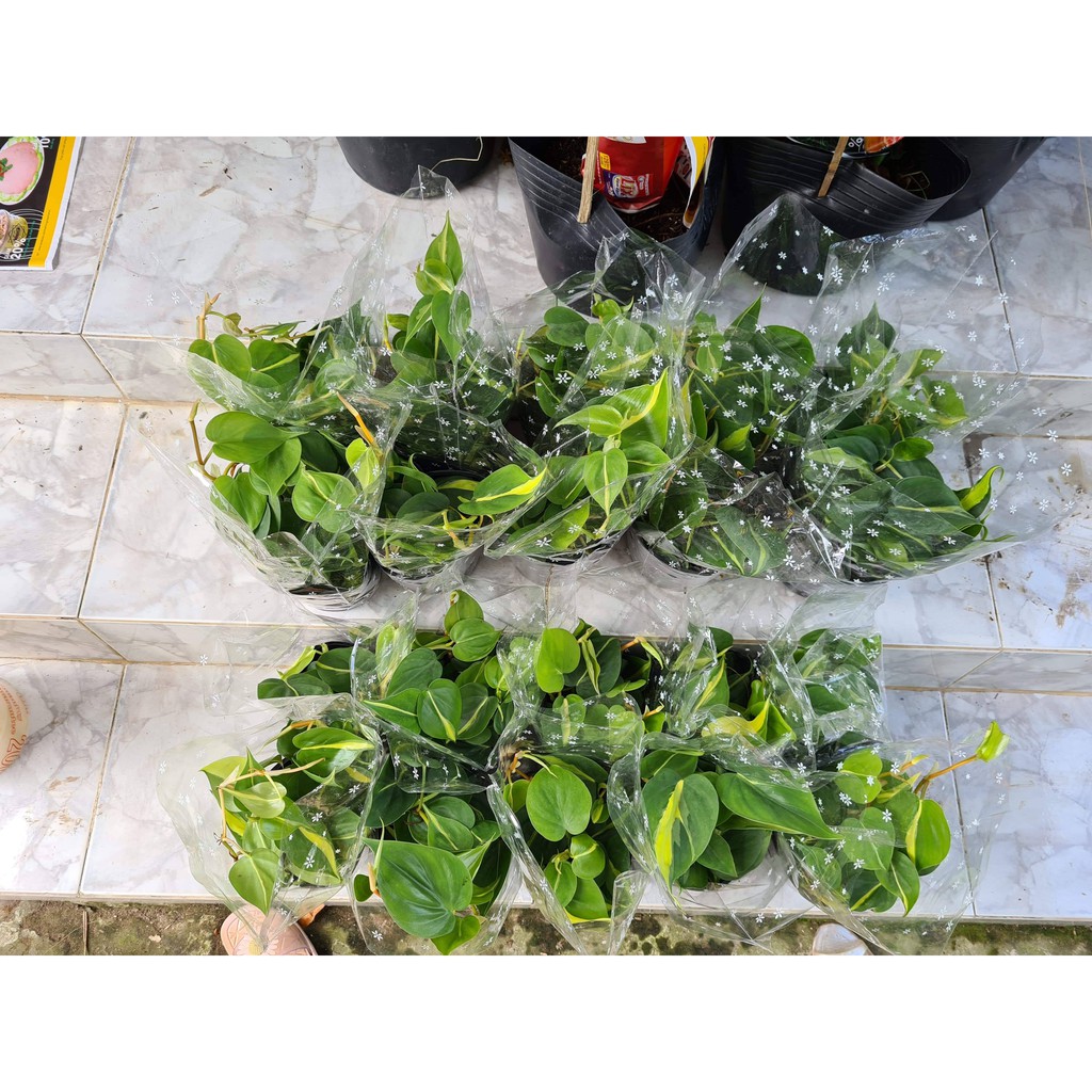 Cây Trầu Bà Brazil