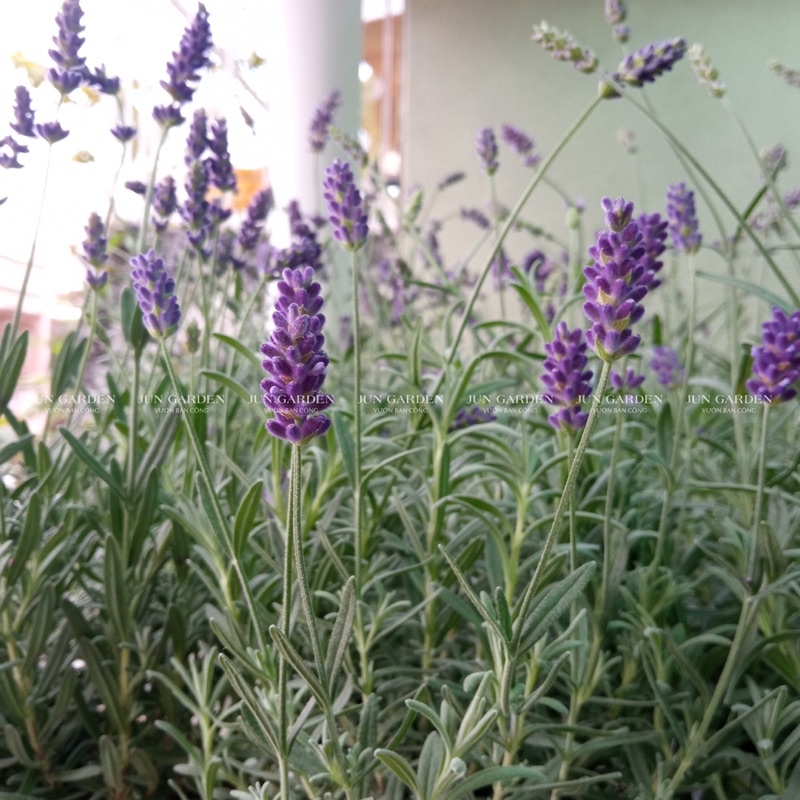 Lavender Costa - Cây Hoa Oải Hương Tím Và Hướng Dẫn Cách Chăm Tại Jun Garden