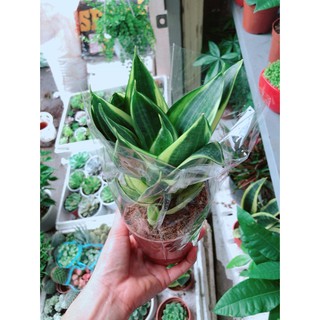 Cây Lưỡi Hổ Thái