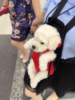 Địu Cao Cấp Dành Cho Chó Mèo