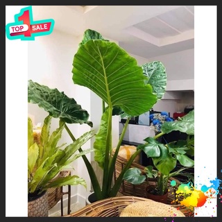 🍀BAO CHẤT🍀Cây Ráy Voi chơi kiểng lá( mua hai tặng 1 cây nhỏ)