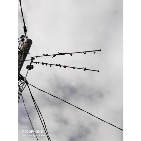 Giảm giá Bộ sào bẫy chim dài 6m full phụ kiện - tri ân quý khách