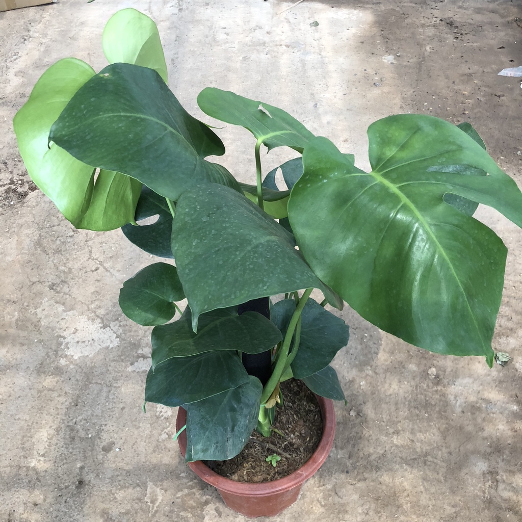 Cây trầu bà lá xẻ cỡ to (trầu bà monstera) , Chiều cao 50-60cm lá to đẹp bắt mắt dễ trồng thích hợp trang trí nội thất