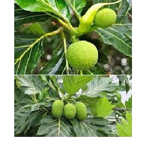 Cây GIỐNG Sa kê