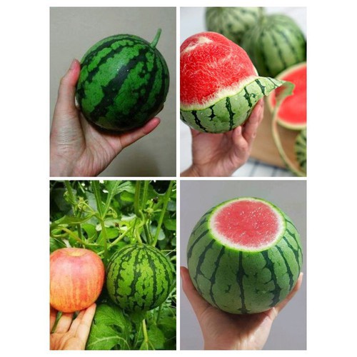 Gói 20 Hạt giống dưa hấu trái táo baby vỏ siêu mỏng (Apple WaterMelon )