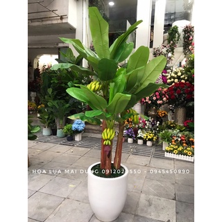 Cây chuối ta loại có buồng - Cây chuối nhân tạo - Cây chuối giả