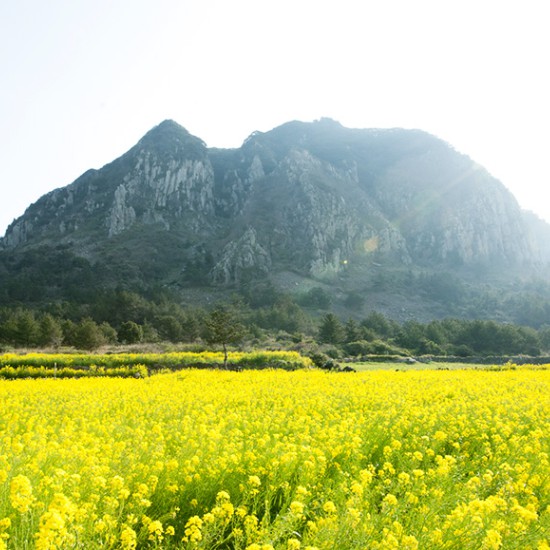 [Mã FMCGMALL giảm 8% đơn 250K] Son dưỡng môi không màu innisfree Canola Honey Lip Balm Deep Moisture 3.5g | BigBuy360 - bigbuy360.vn