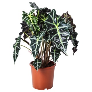 < GIÁ RẺ NHẤT> Cây Môn Alocasia Amazonica sz lớn