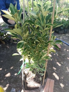 Cây tắc cẩm thạch ( cây quất cẩm thạch ) - 1 cây