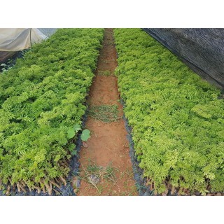 Combo 5 Cây Đinh lăng giống
