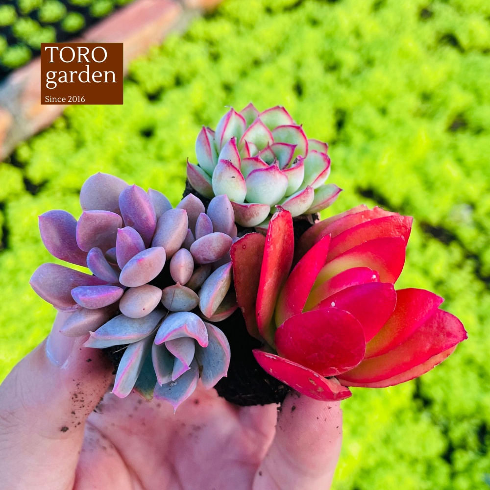 Sen đá 3 cây khác loại ngẫu nhiên Đà Lạt cây cảnh trang trí nhà cửa Toro garden