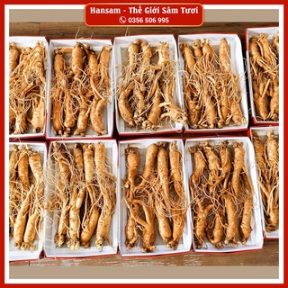 Sâm 8 củ/kg, nhân sâm tươi hàn quốc, ngâm bình, ngâm mật ong
