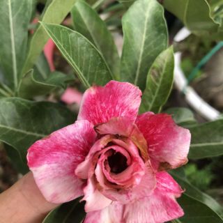CÂY SỨ THÁI (hoa đẹp, nhiều loại)