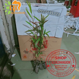 tràm úc  cây giống ( trồng dưới nước ) combo 50 cây