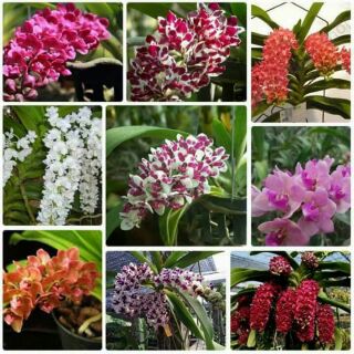 Hoa phong lan đai châu giống 4 màu