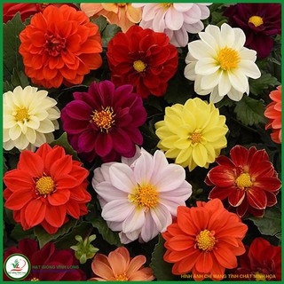 Hạt giống hoa Thược dược kép RD 894 - 0,1g