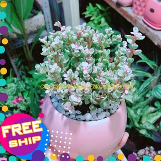 Chậu Đô La Hồng