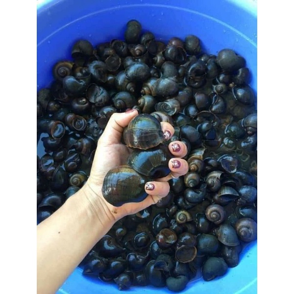 Ốc Bươu Vàng 🐌 tươi còn sống 1 kg