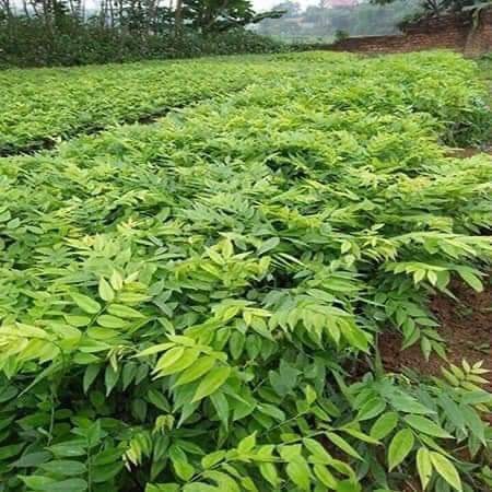 Cây Giống Sưa, Sưa Gỗ Đỏ thân cứng có giá trị kinh tế cao