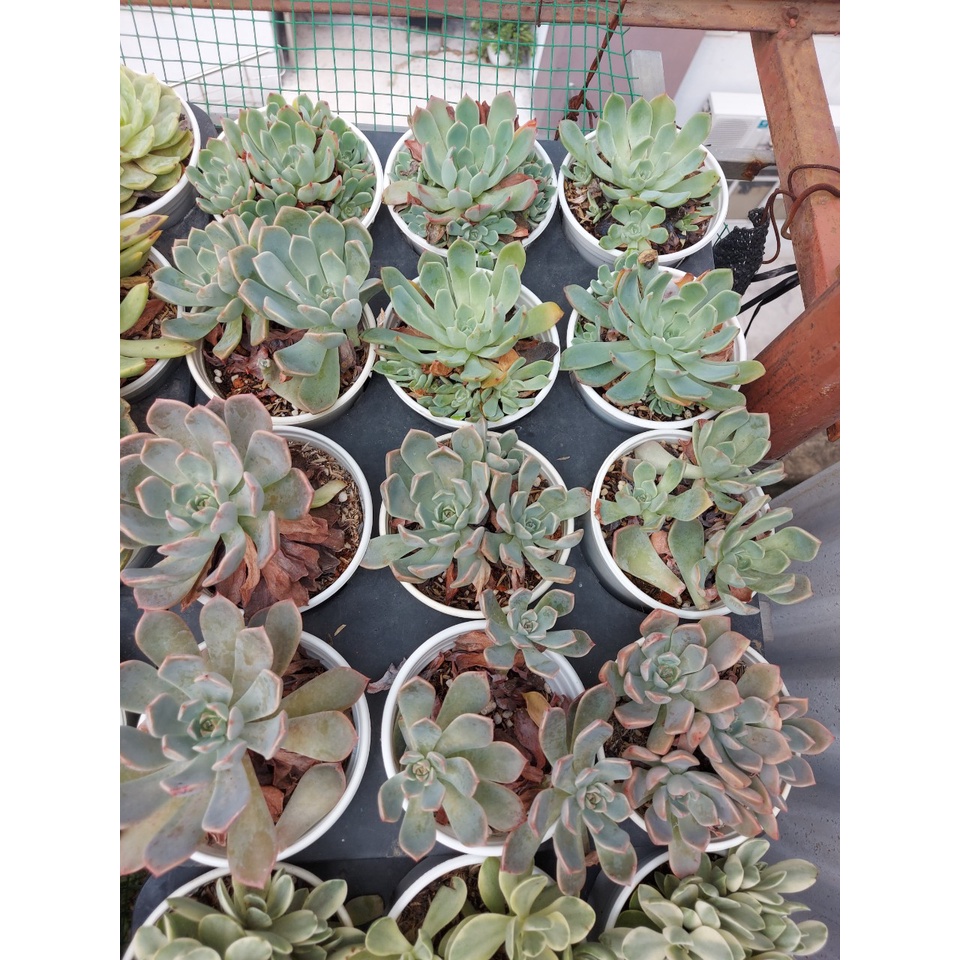 Sen đá cỡ to ngẫu nhiên