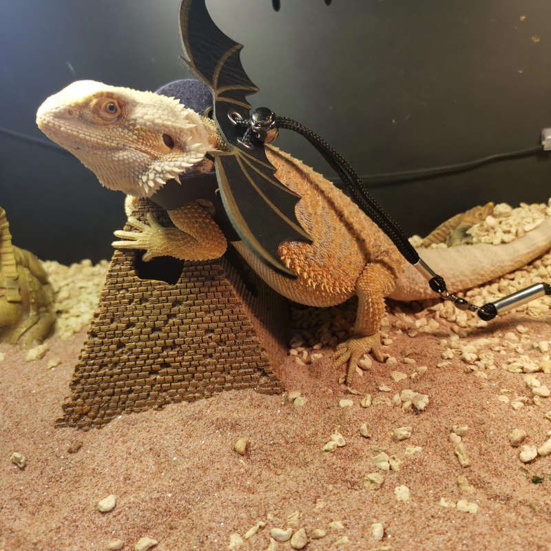 Bộ Dây Dắt Thằn Lằn May Mắn Kèm Túi Đựng Có Cánh Có Thể Điều Chỉnh Mang