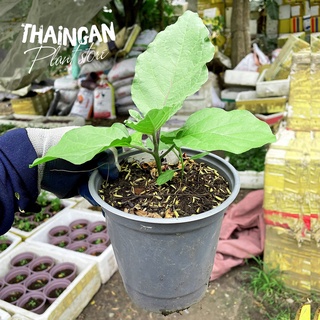 Cây giống cà tím - vườn ươm thái ngân